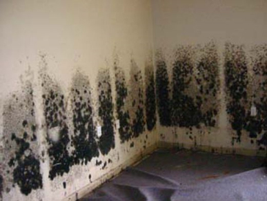 Mold and Mildew Removal Plainfield,  NJ